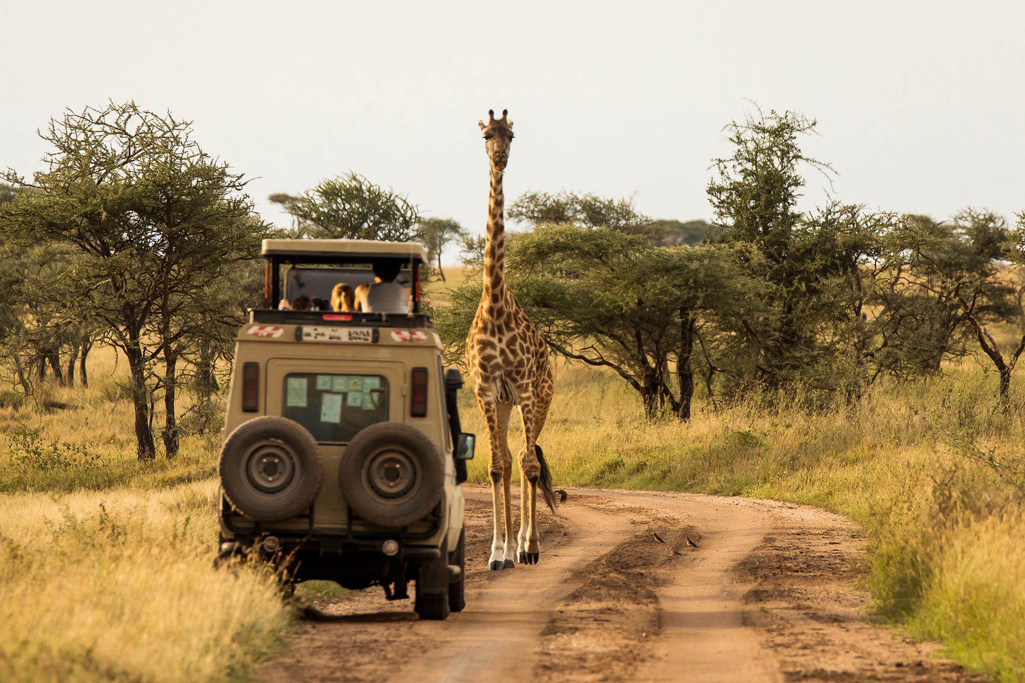 giraffe with trees in safari